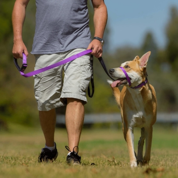 Canny Collar SZ 4 No Pull Dog Collar - Picture 3 of 16